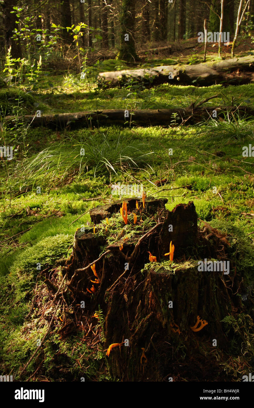 Diversi Calocera viscosa su un vecchio ceppo di albero in bosco. Foto Stock