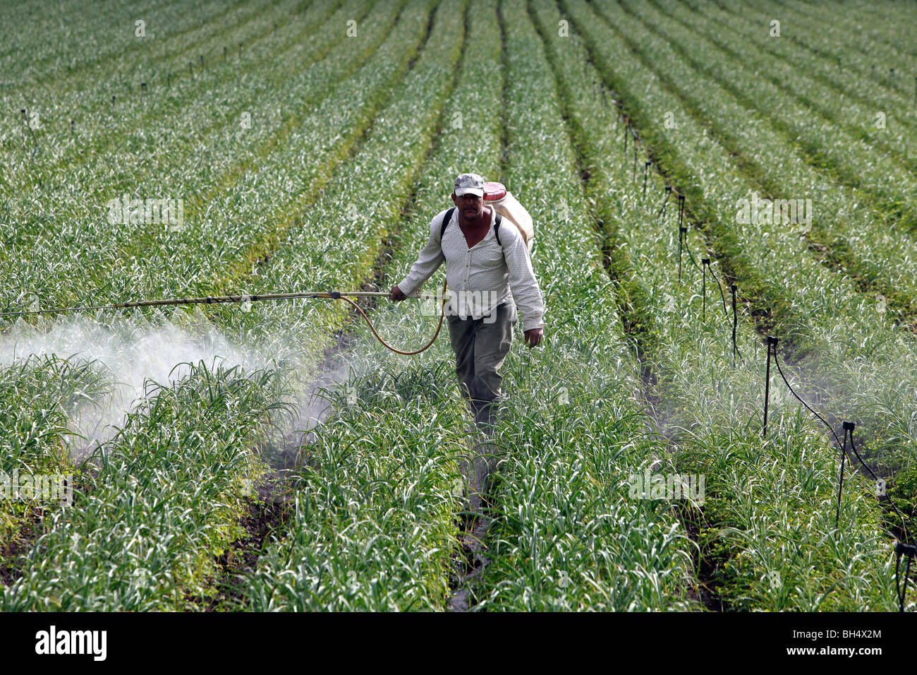 Un lavoratore spray fungicida in un campo di aglio, Constanza, Repubblica Dominicana Foto Stock