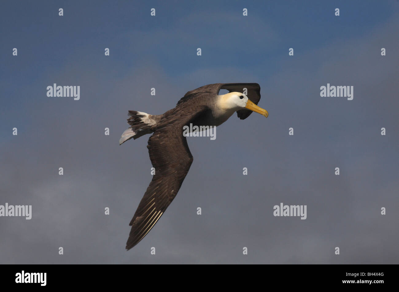 Albatro ondulata (Phoehastria irrorata) in volo a Punta Suarez, all'Isola Espanola, in settembre. Foto Stock