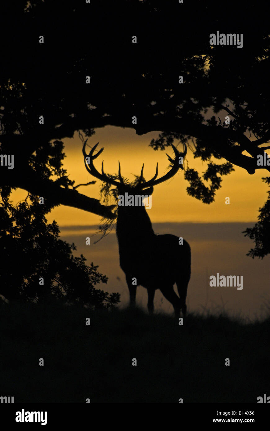 Red Deer(cervus elaphus) stag su terra alta all'alba. Foto Stock