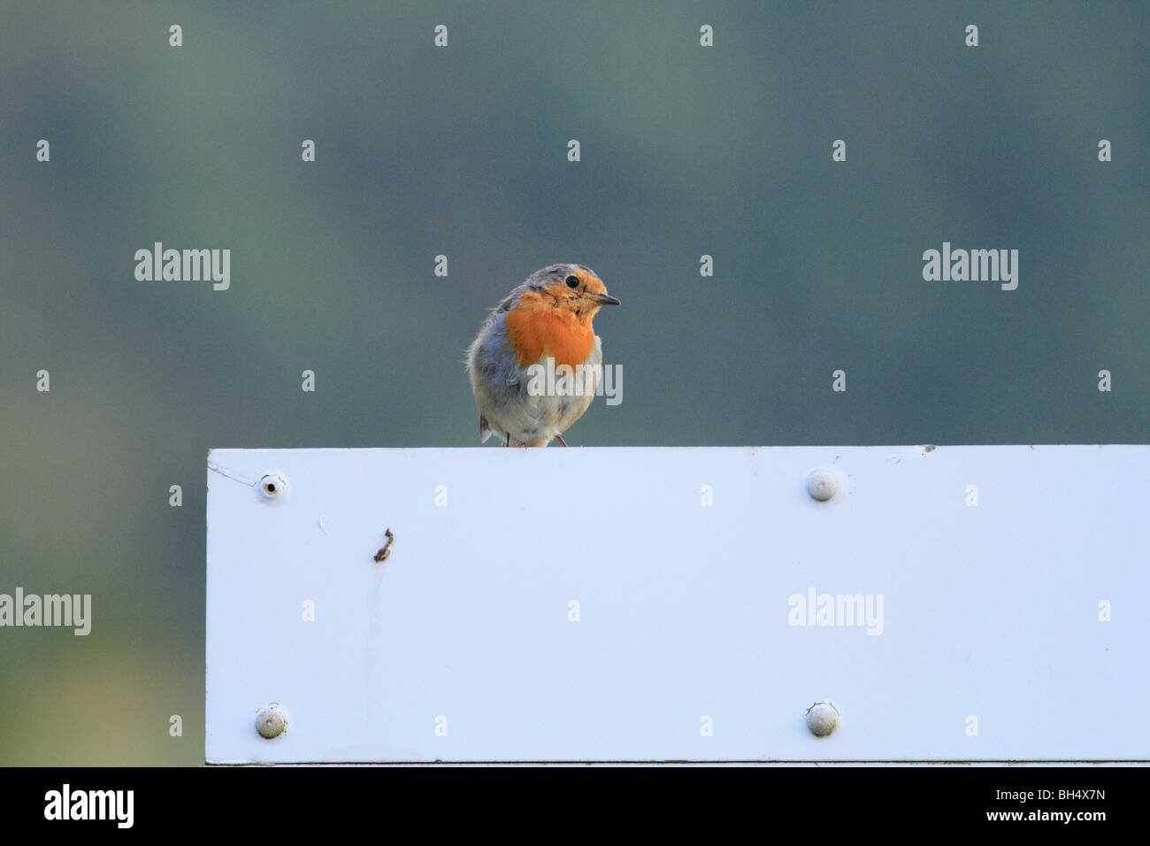 Robin (Erithacus rubecula) seduto su un segno vicino a Ballachulish a Loch Leven. Foto Stock