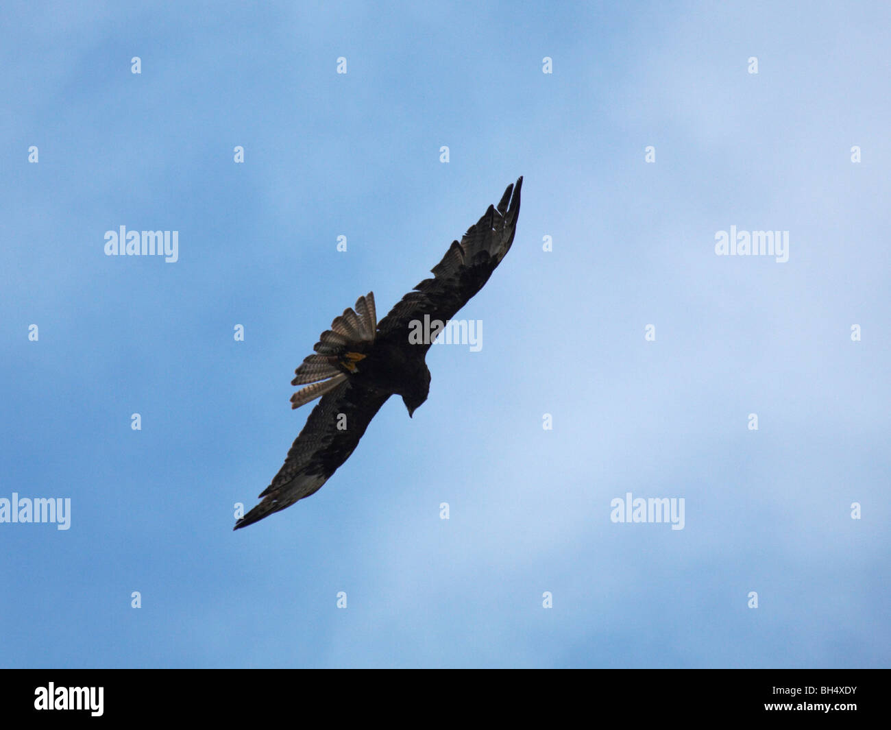 Le Galapagos hawk (Buteo galapagoensis) in volo a Punta Suarez, all'Isola Espanola. Foto Stock