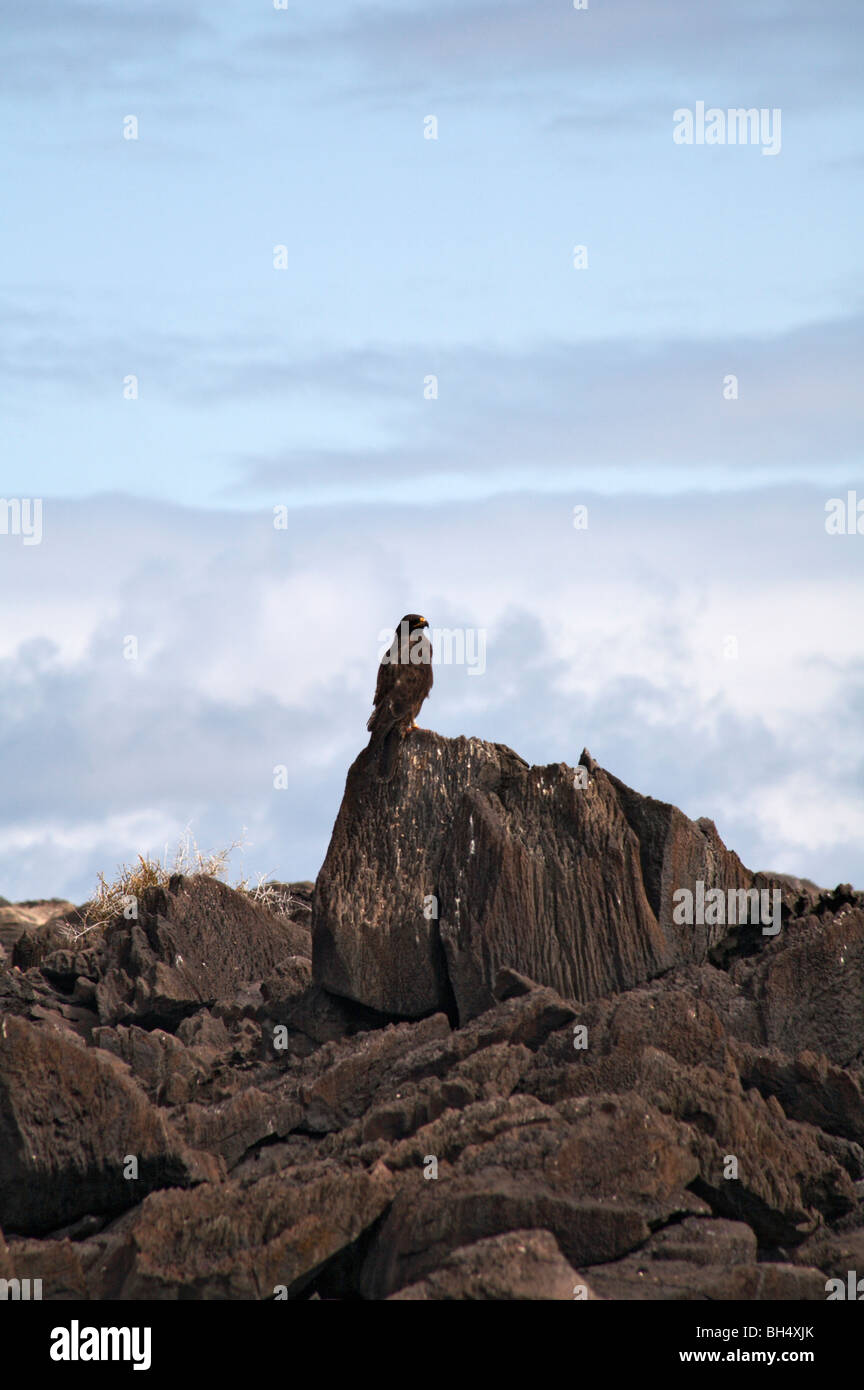 Le Galapagos hawk (Buteo galapagoensis) seduti sulle rocce a Punta Suarez, all'Isola Espanola. Foto Stock