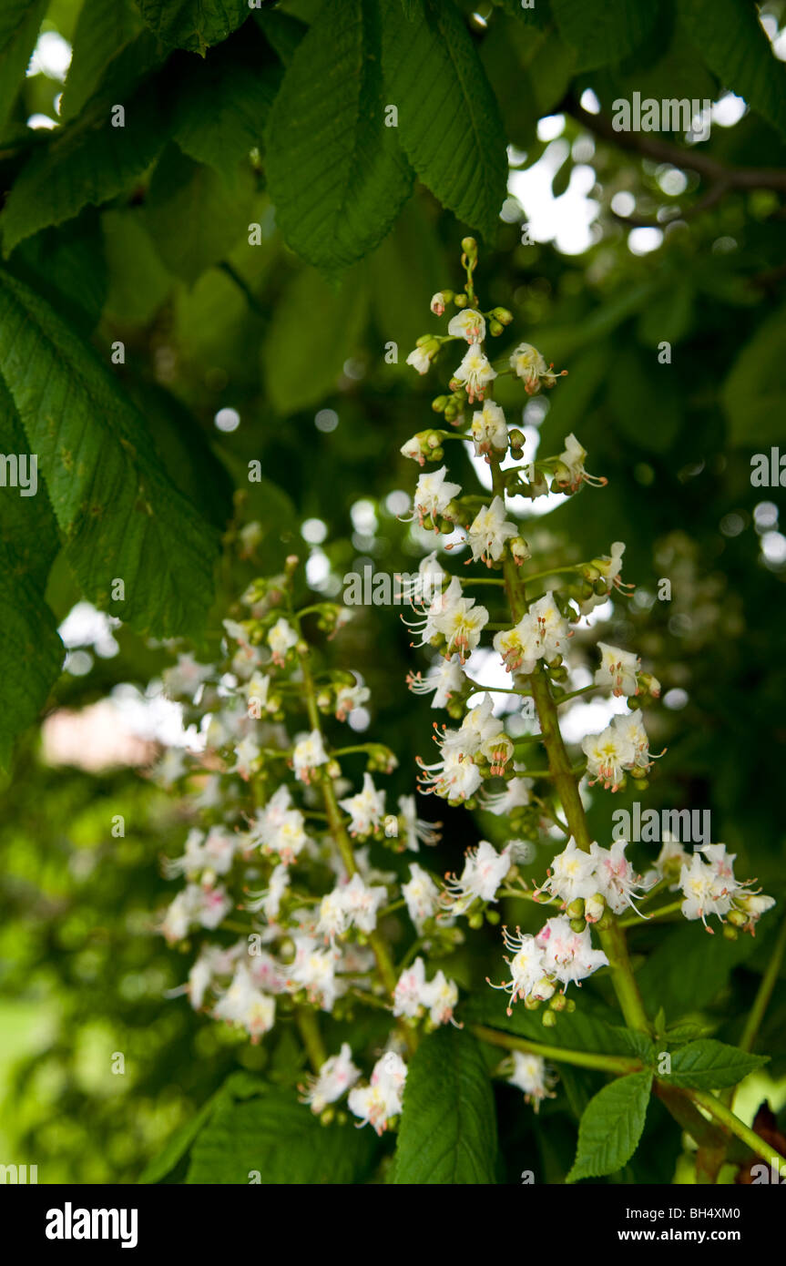 Cavallo bianco fiori di castagno. Foto Stock