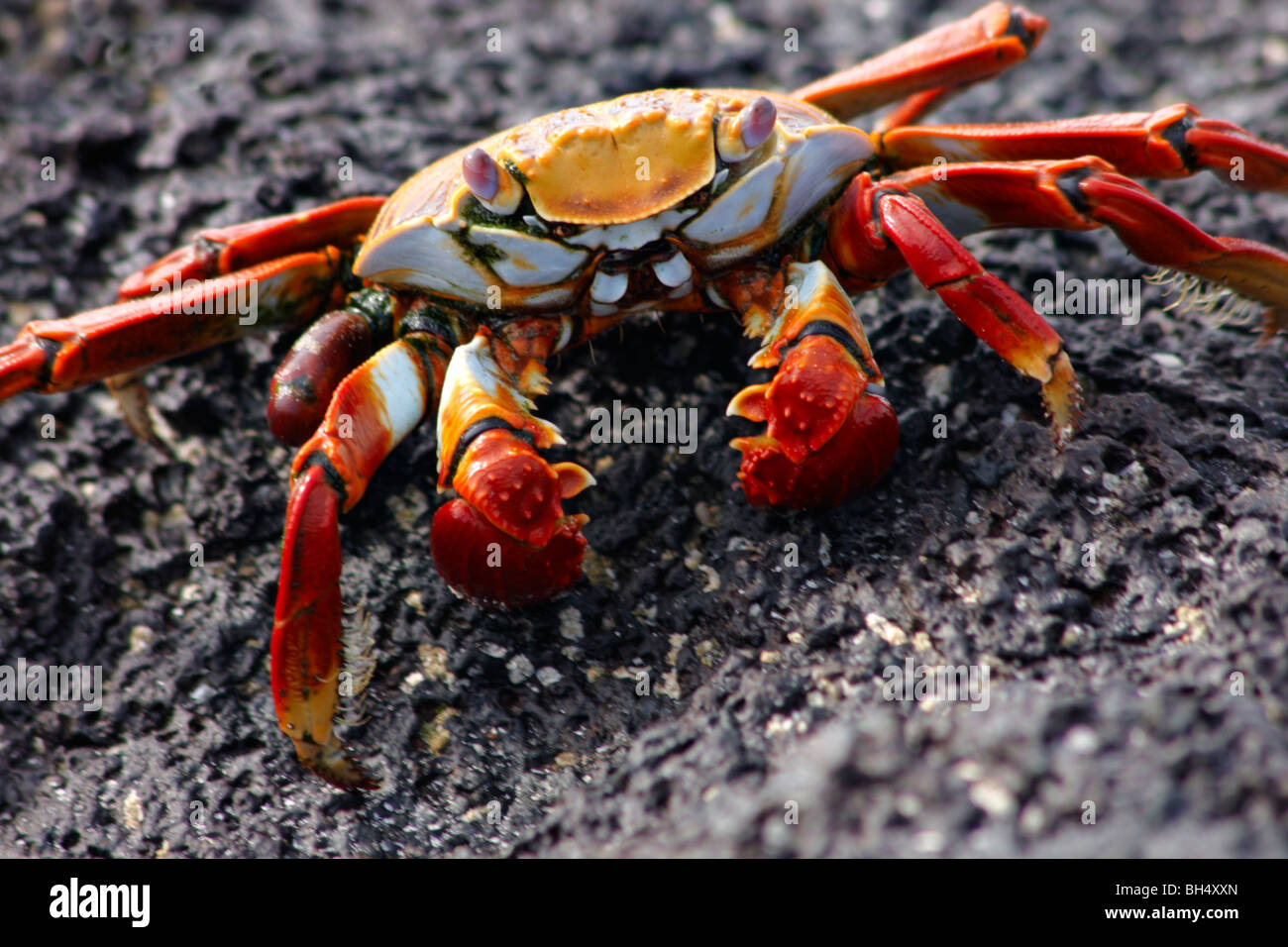 Sally lightfoot crab (Grapsus grapsus) appoggiato sulla roccia a Bachas Beach, Isola di Santa Cruz. Foto Stock