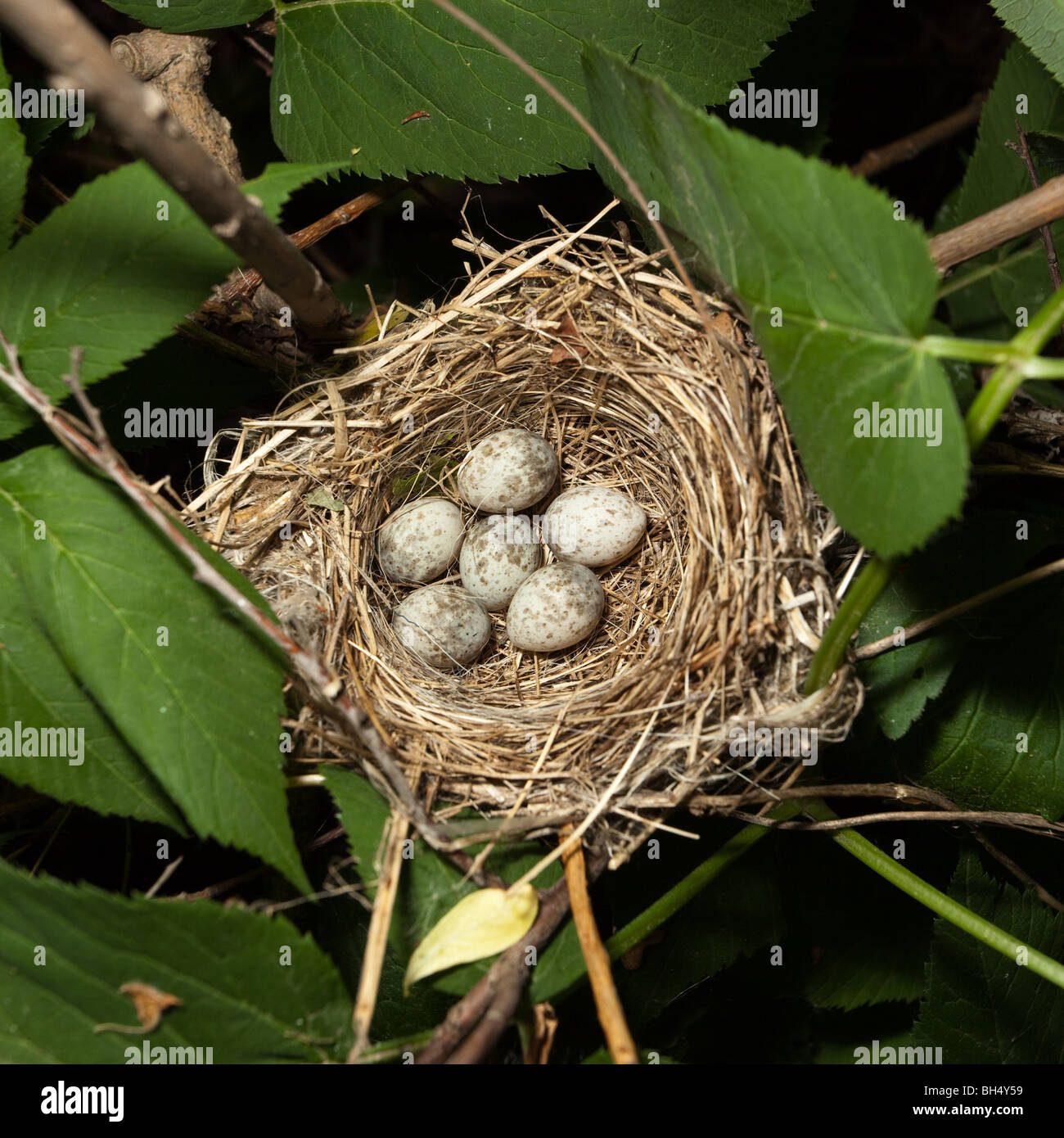 Le uova in un nido. Non ci sono uccelli dove ferito nella realizzazione di questa immagine. Mamma uccello non abbandona il suo nido. Nido di uccello. Foto Stock