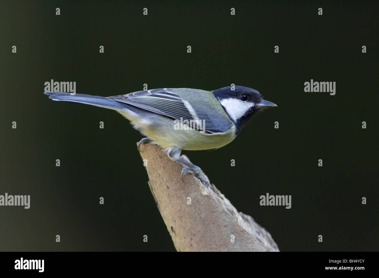 Cinciallegra (Parus major) sulle rotte ramo dell'albero. Foto Stock