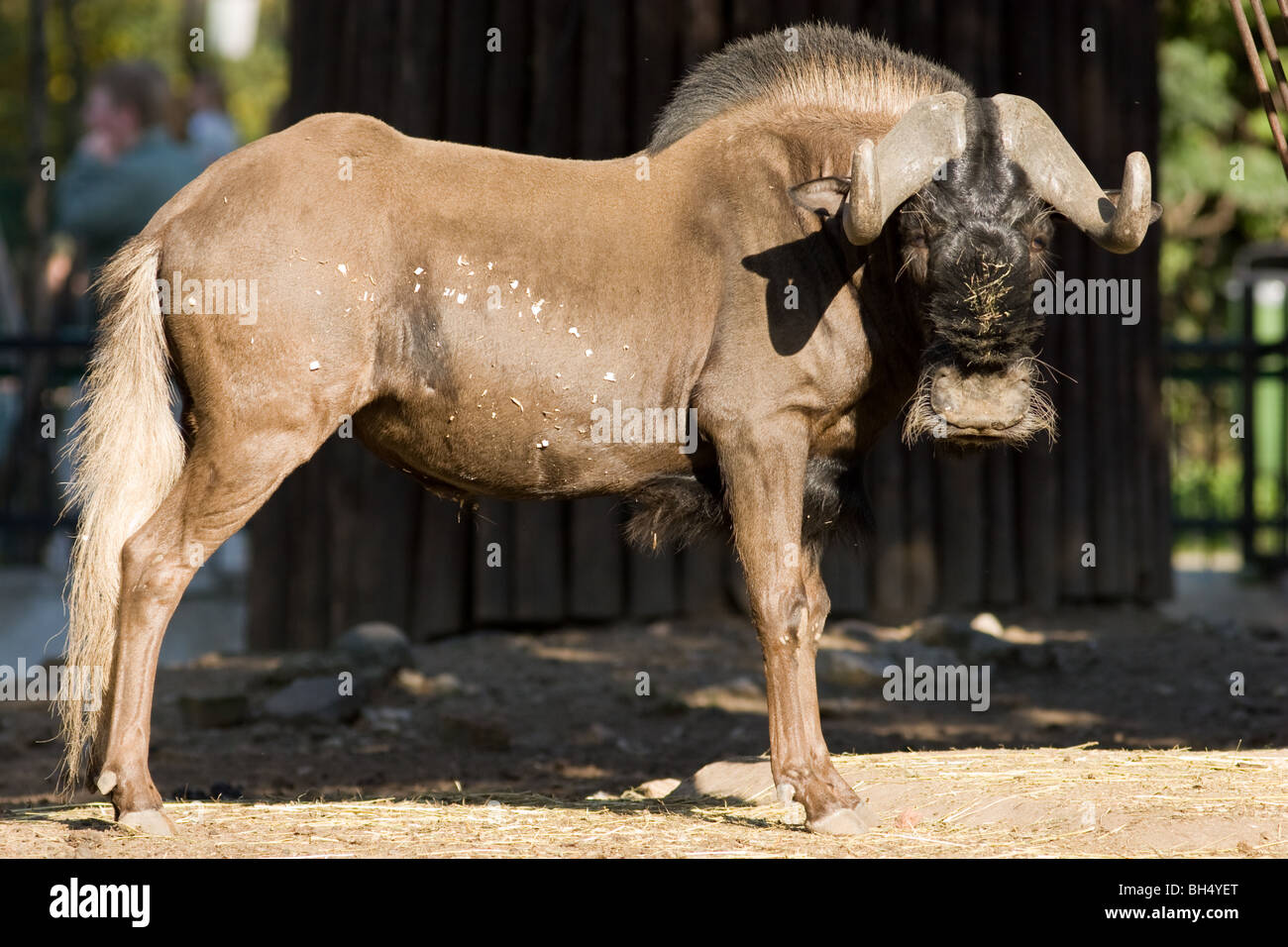 Connochaetes gnou, nero GNU, bianco-tailed gnu Foto Stock