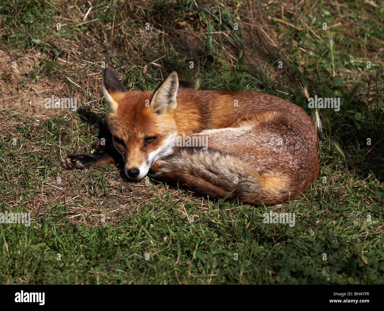 Red Fox (Vulpes vulpes vulpes) avvolto a ricciolo dormire. Foto Stock