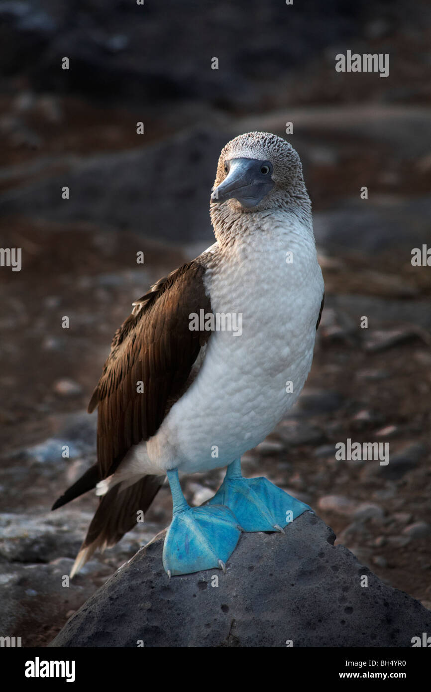 Blue footed booby (Sula nebouxii excisa) permanente sulla roccia di Punta Suarez, all'Isola Espanola. Foto Stock