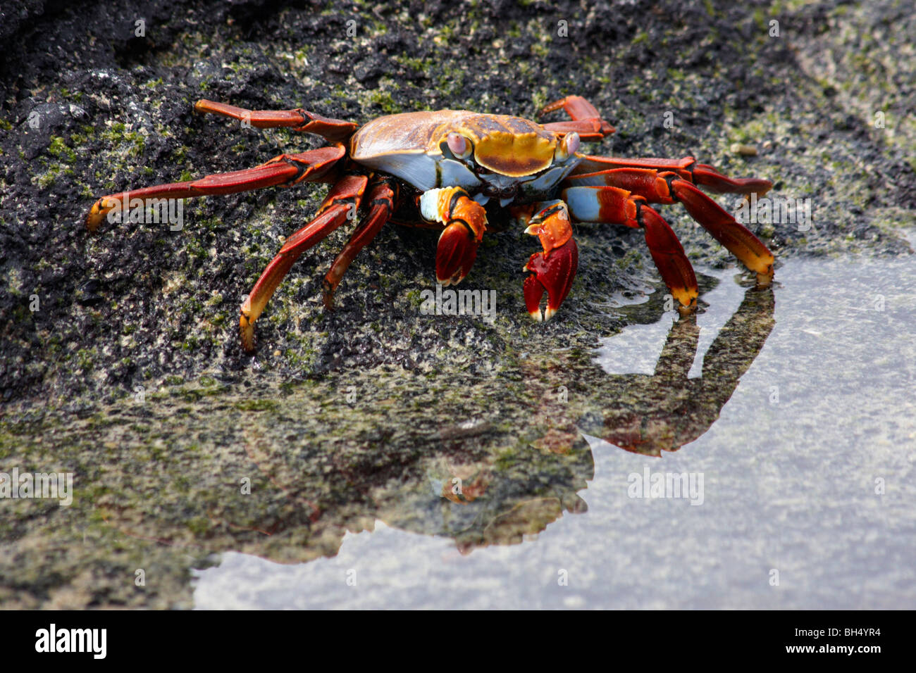 Sally lightfoot crab (Grapsus grapsus) la voce per il mare a Elizabeth Bay, Isabela Island. Foto Stock