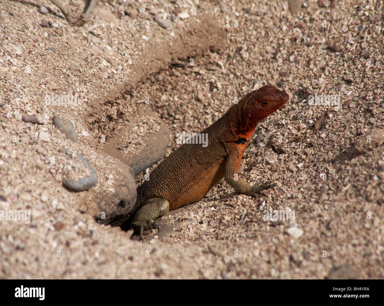 La Lava lizard (Microlophus spp delanonis)Ecuador Foto Stock