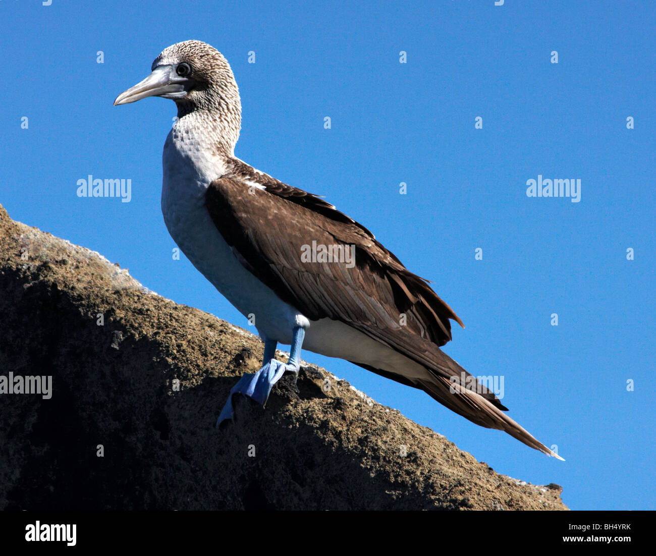 Blue footed booby (Sula nebouxii excisa) in piedi sulle rocce a Puerto Egas, isola di Santiago. Foto Stock