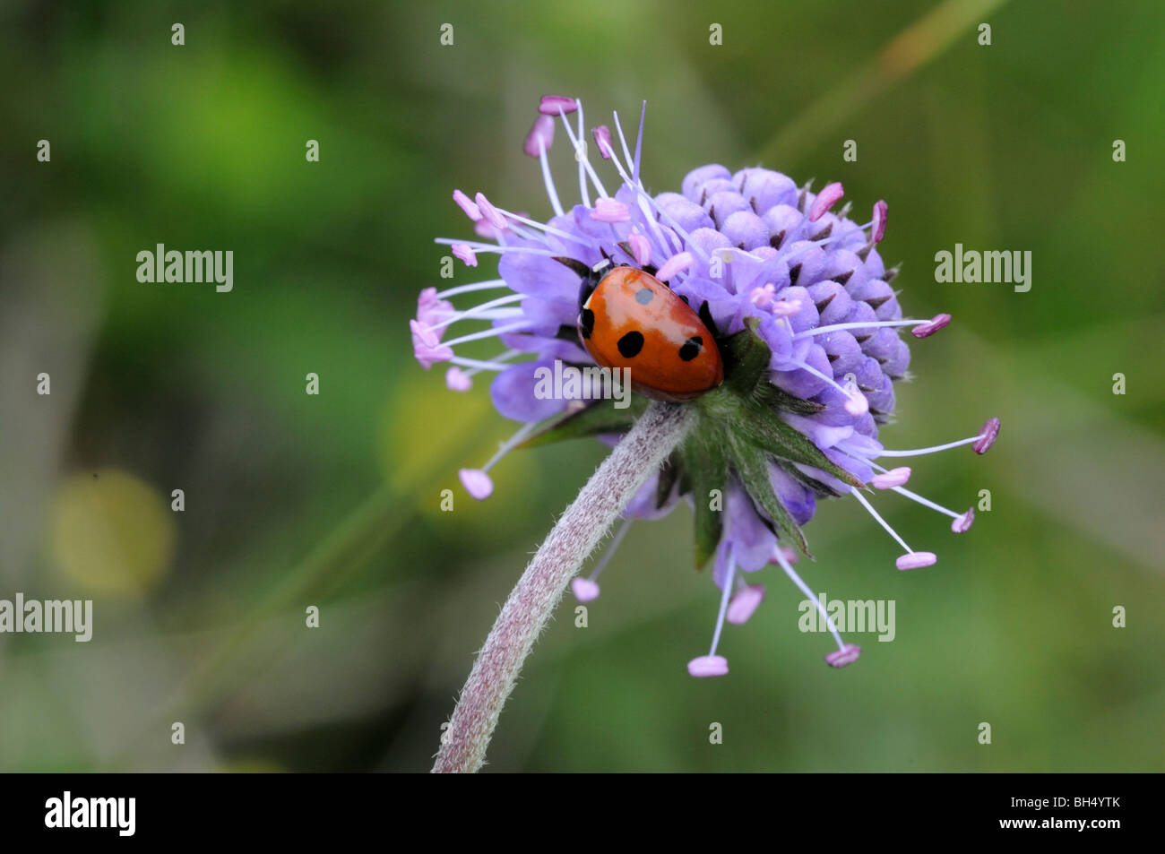 Sette-spot ladybird (Coccinella septempunctata) su un fiore di diavoli scabious bit (Succisa pratensis) Foto Stock