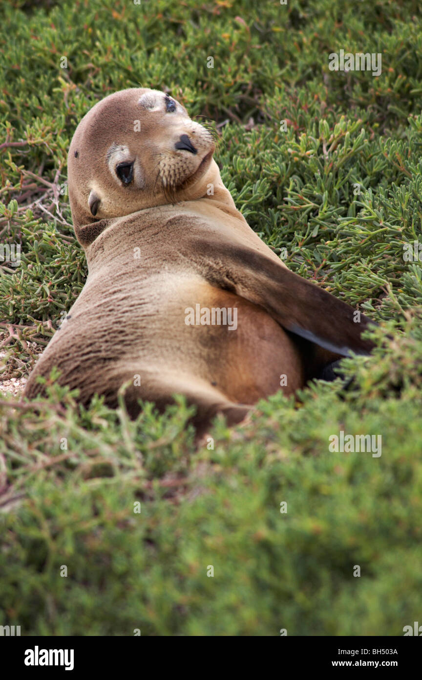 Le Galapagos Sea Lion (Zalophus wollebacki) che giace tra la vegetazione a Mosquera isolotto Galapagos, Ecuador nel mese di settembre Foto Stock