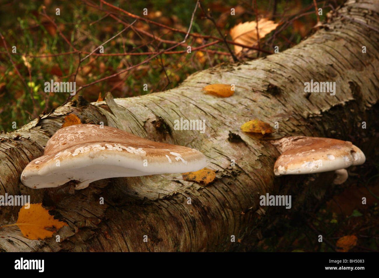 Due birch polypore staffa funghi (Piptoporus betulinus) su un caduto betulla. Foto Stock
