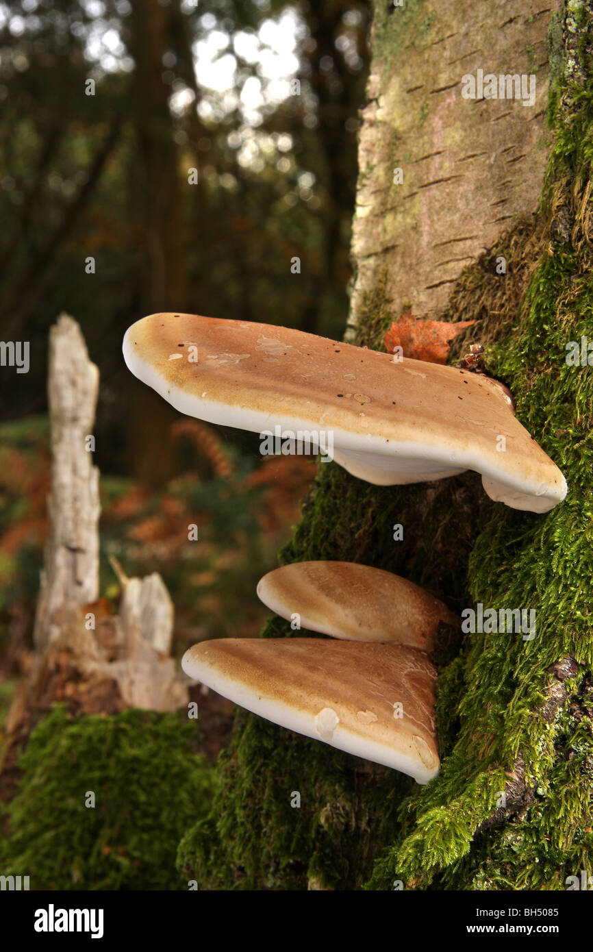 Tre birch polypore staffa funghi (Piptoporus betulinus) sul tronco di una betulla nel bosco. Foto Stock