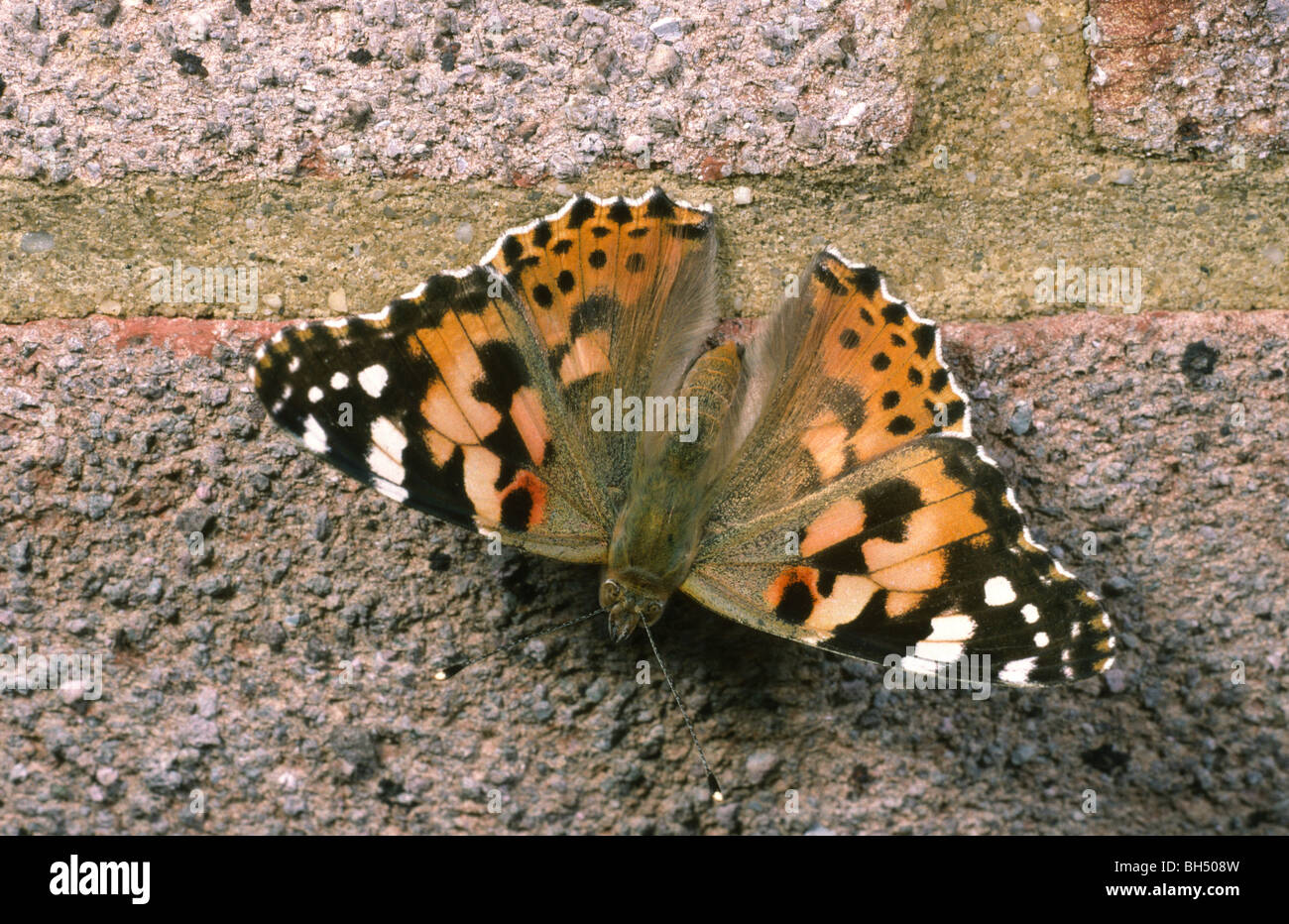 Close-up di un dipinto di lady butterfly (Cynthia cardui) prendere il sole su un muro di mattoni nel Dorset. Foto Stock
