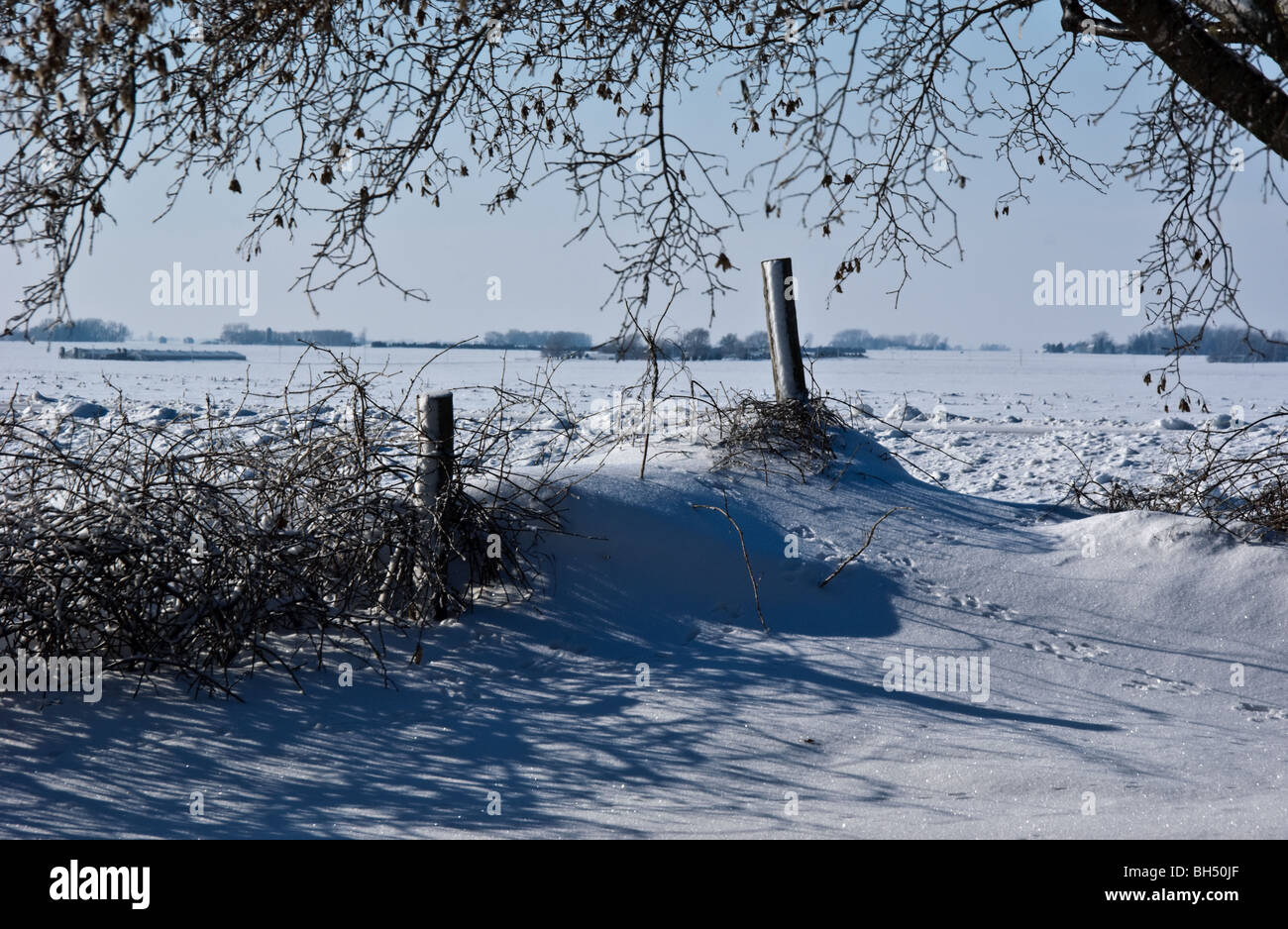 Un angolo recinzione, coperte di vigneti, getta ombre sulla neve contro l'orizzonte della prateria Foto Stock