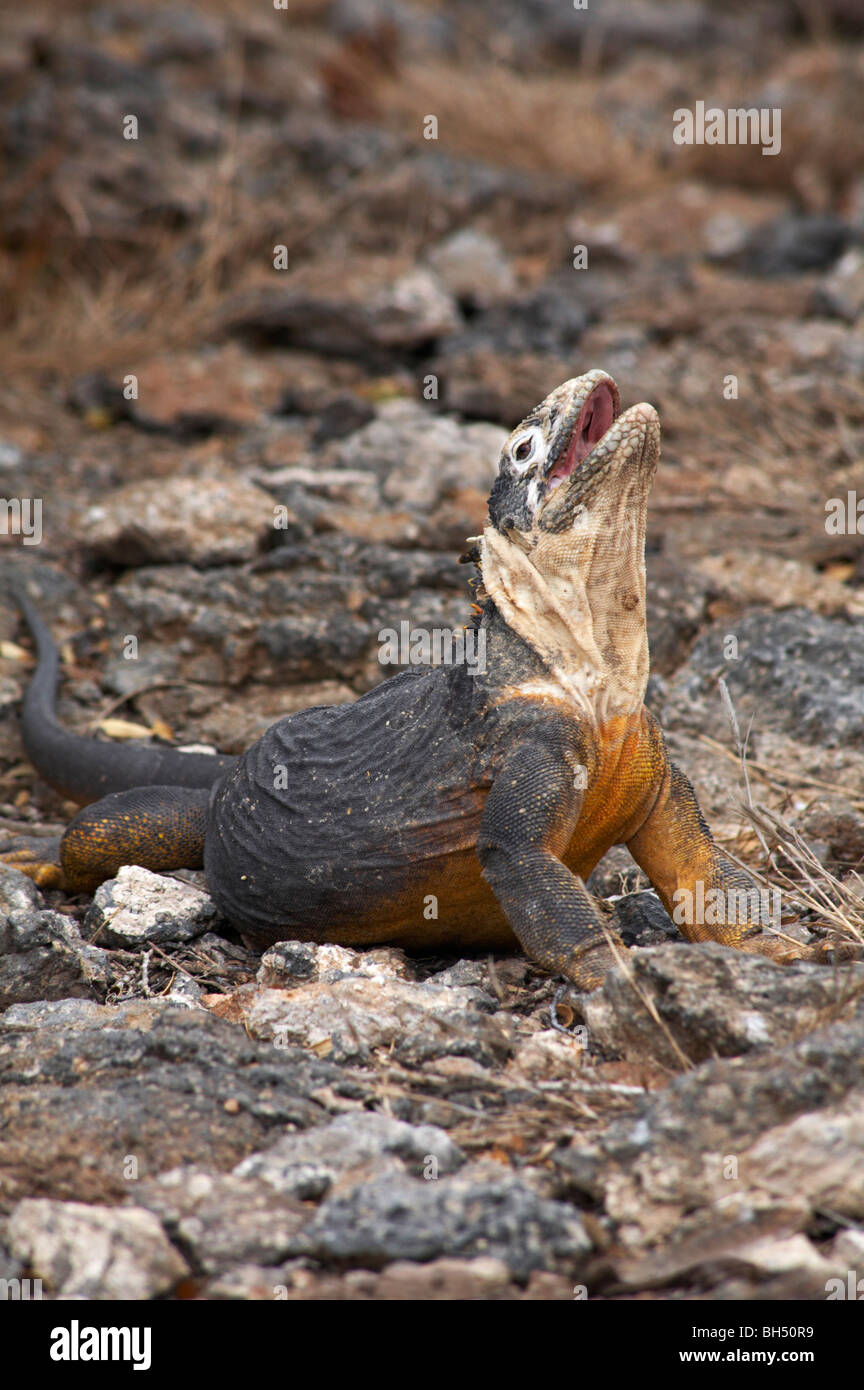 Land iguana (Conolophus subcristatus) con la testa indietro e la bocca aperta a sud Plaza isolotto. Foto Stock