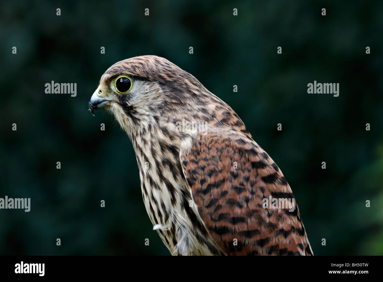 Il Gheppio (Falco tinnunculus) ritratto in agosto. Foto Stock