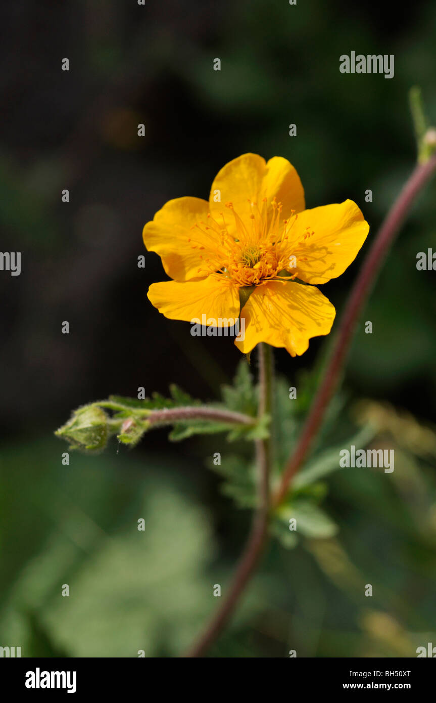 Avens (geum rhodopeum) Foto Stock