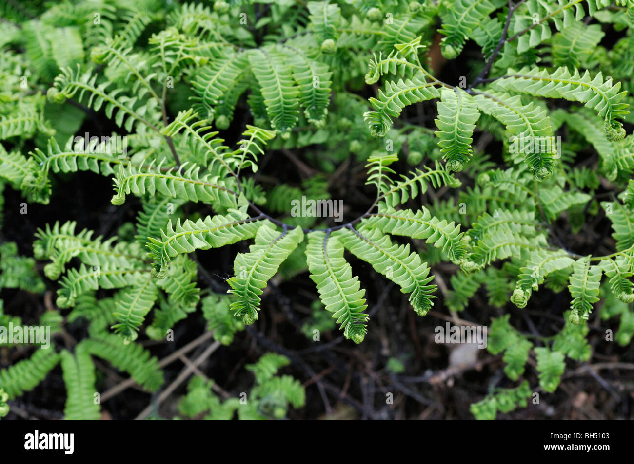 Northern felce capelvenere (Adiantum pedatum var. aleuticum) Foto Stock