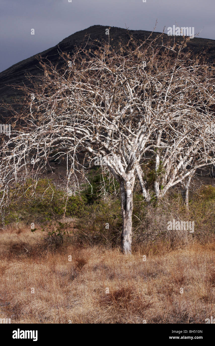 Palo di Santa (Bursera graveolens) alberi a Puerto Egas, isola di Santiago. Foto Stock