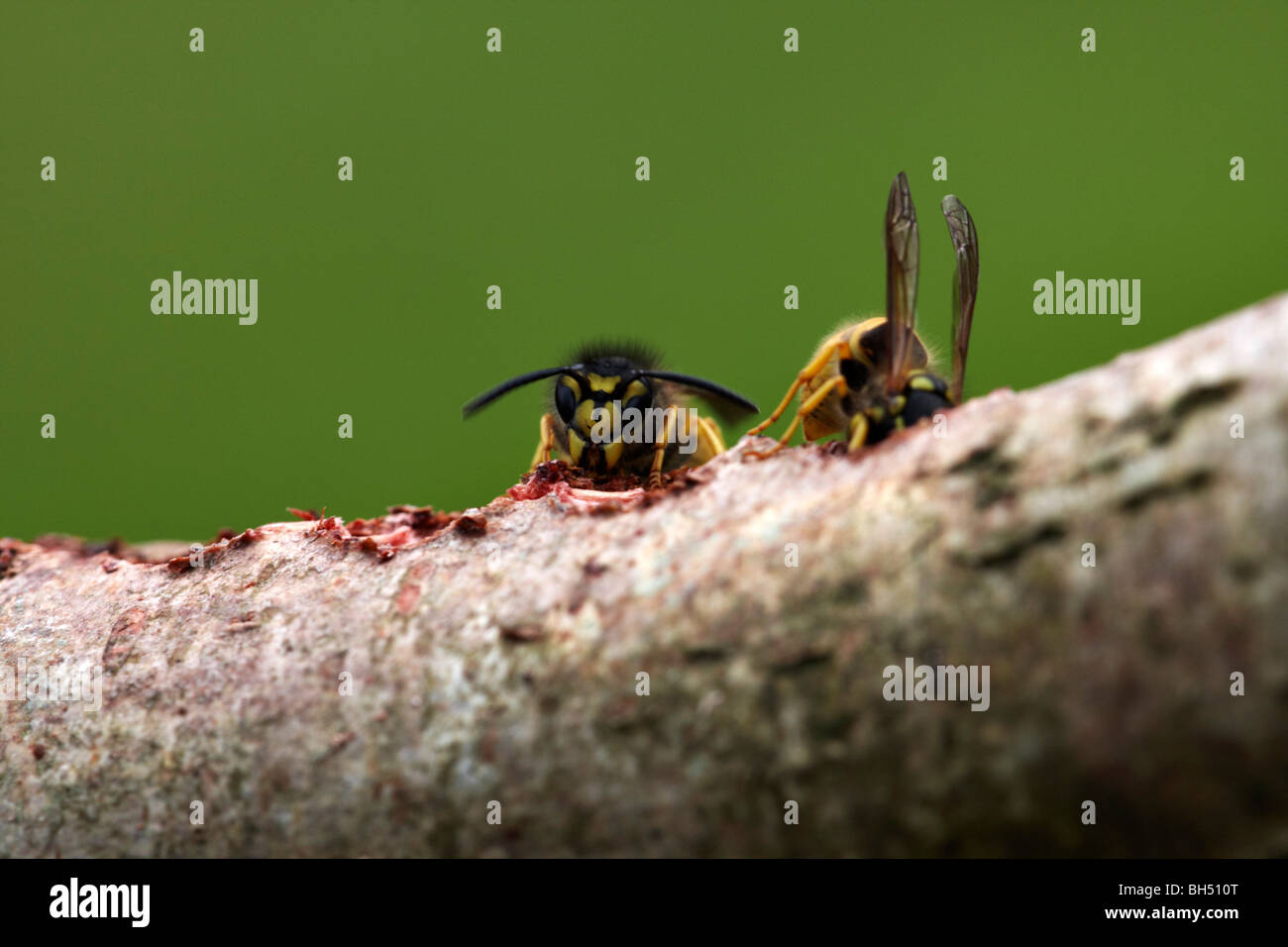 Vespe comune (Vespula vulgaris) alimentazione sul log. Foto Stock