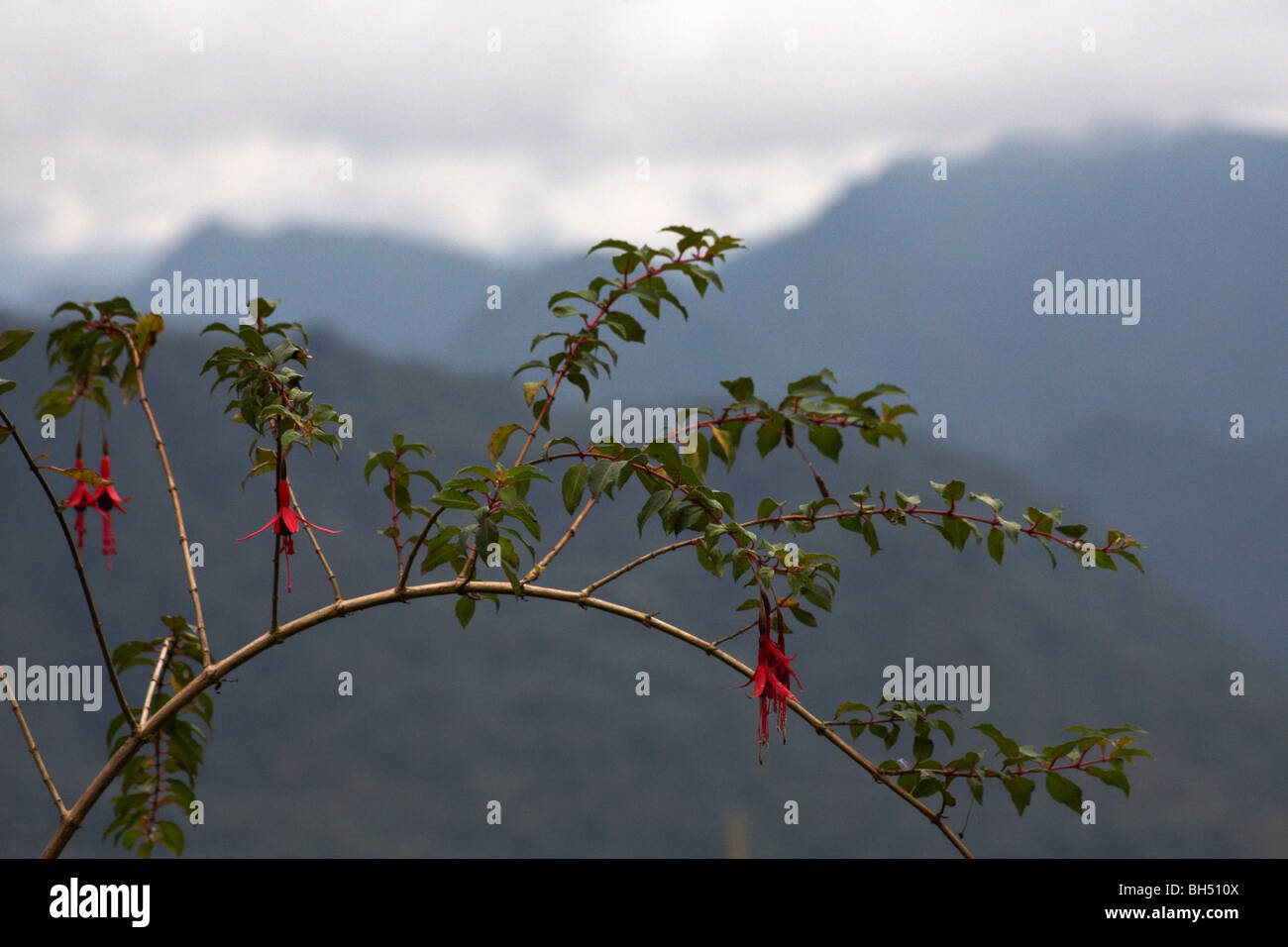 Fuchsia crescono naturalmente con le montagne come sfondo. Foto Stock