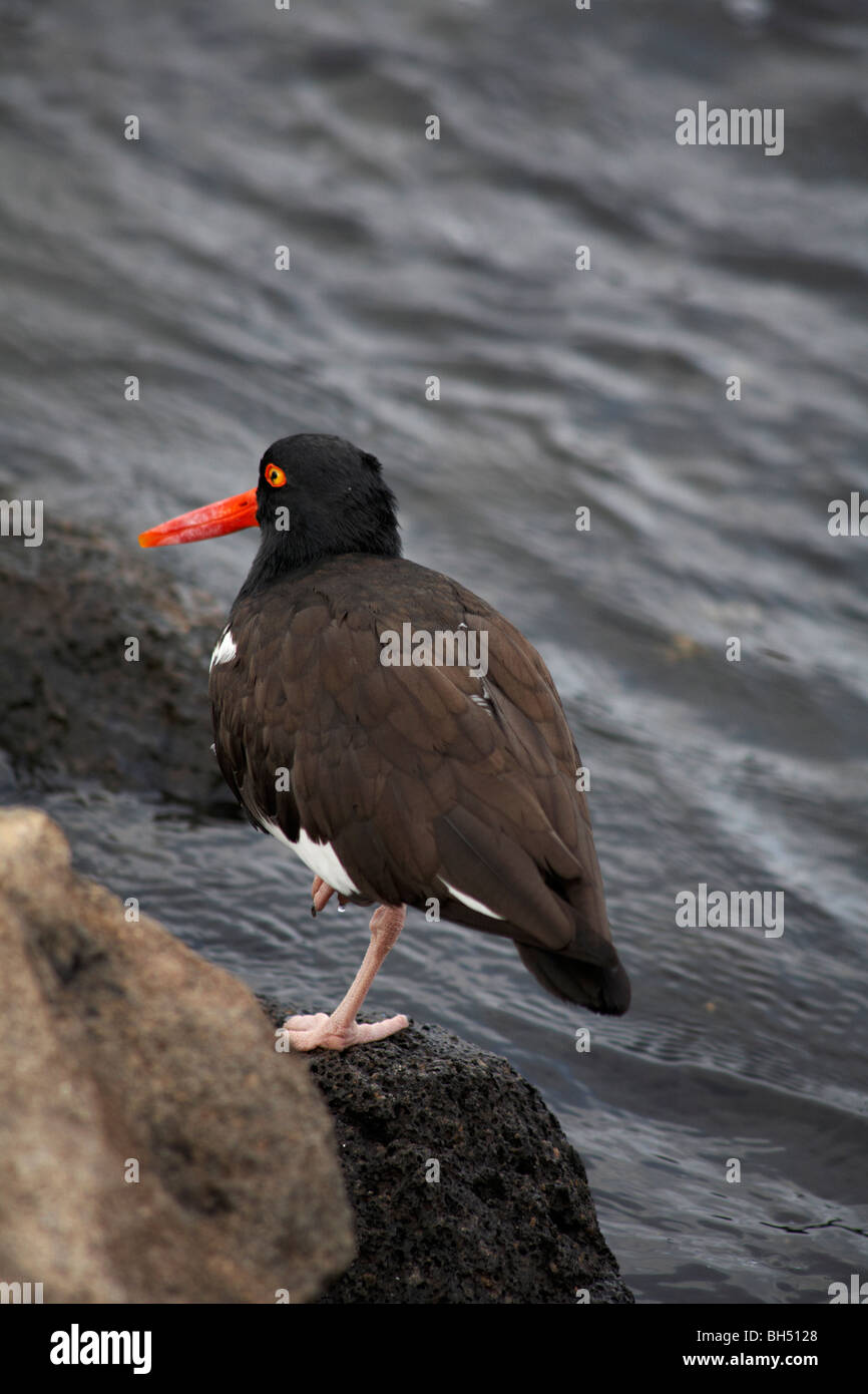 American oystercatchers Coastal Ecuador Foto Stock