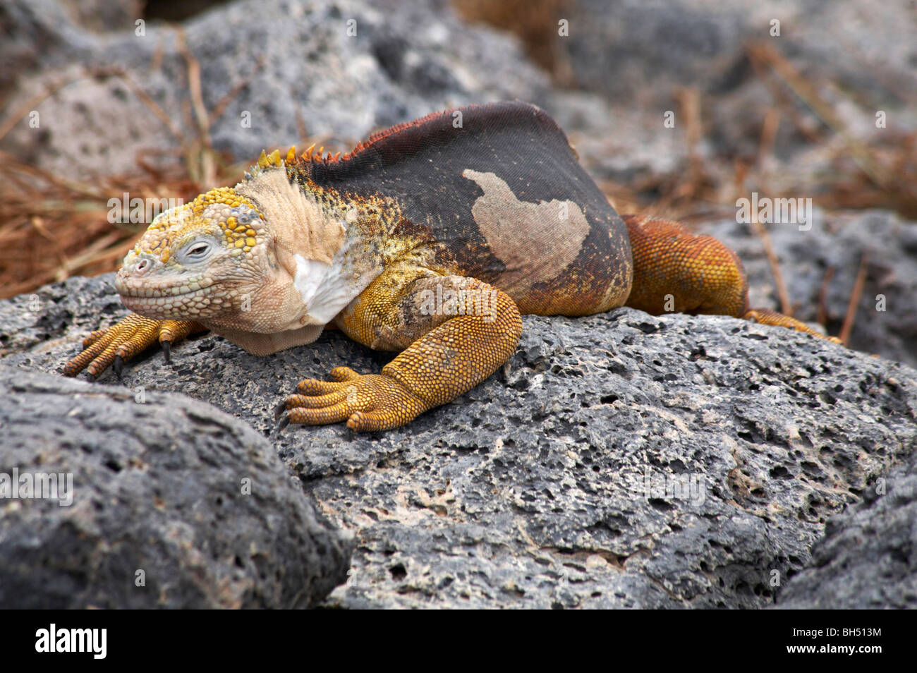 Land iguana (Conolophus subcristatus) strisciando sulle rocce a sud Plaza isolotto. Foto Stock