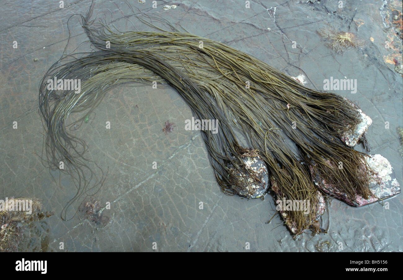 Perizoma infestante o mare thong (Himanthalia elongata) attaccato alle pietre su una pietra piatta con la bassa marea. Foto Stock