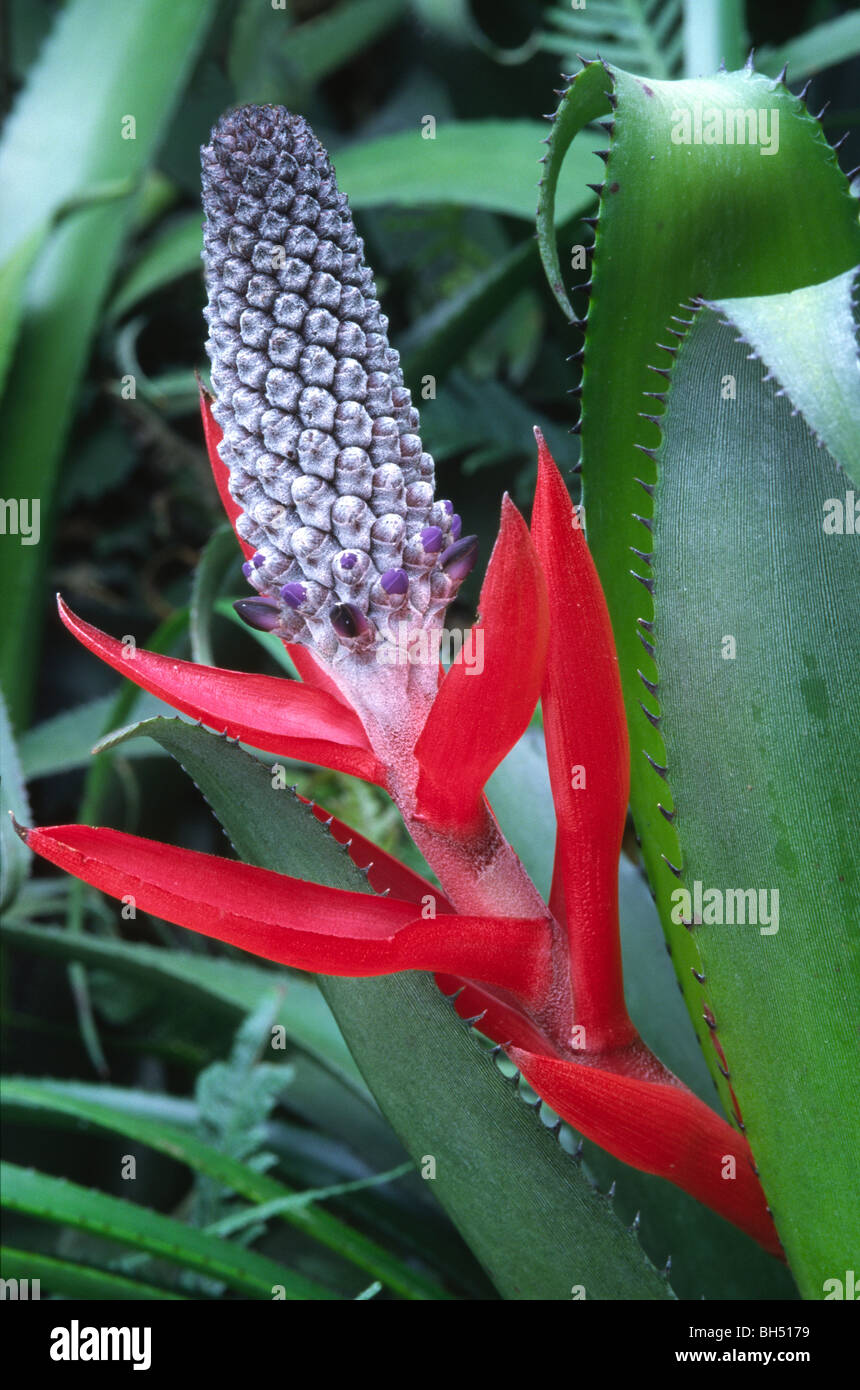 Close-up di un fiore bromeliad (Aechmea triangularis) cresce in una serra in Kew Gardens. Foto Stock