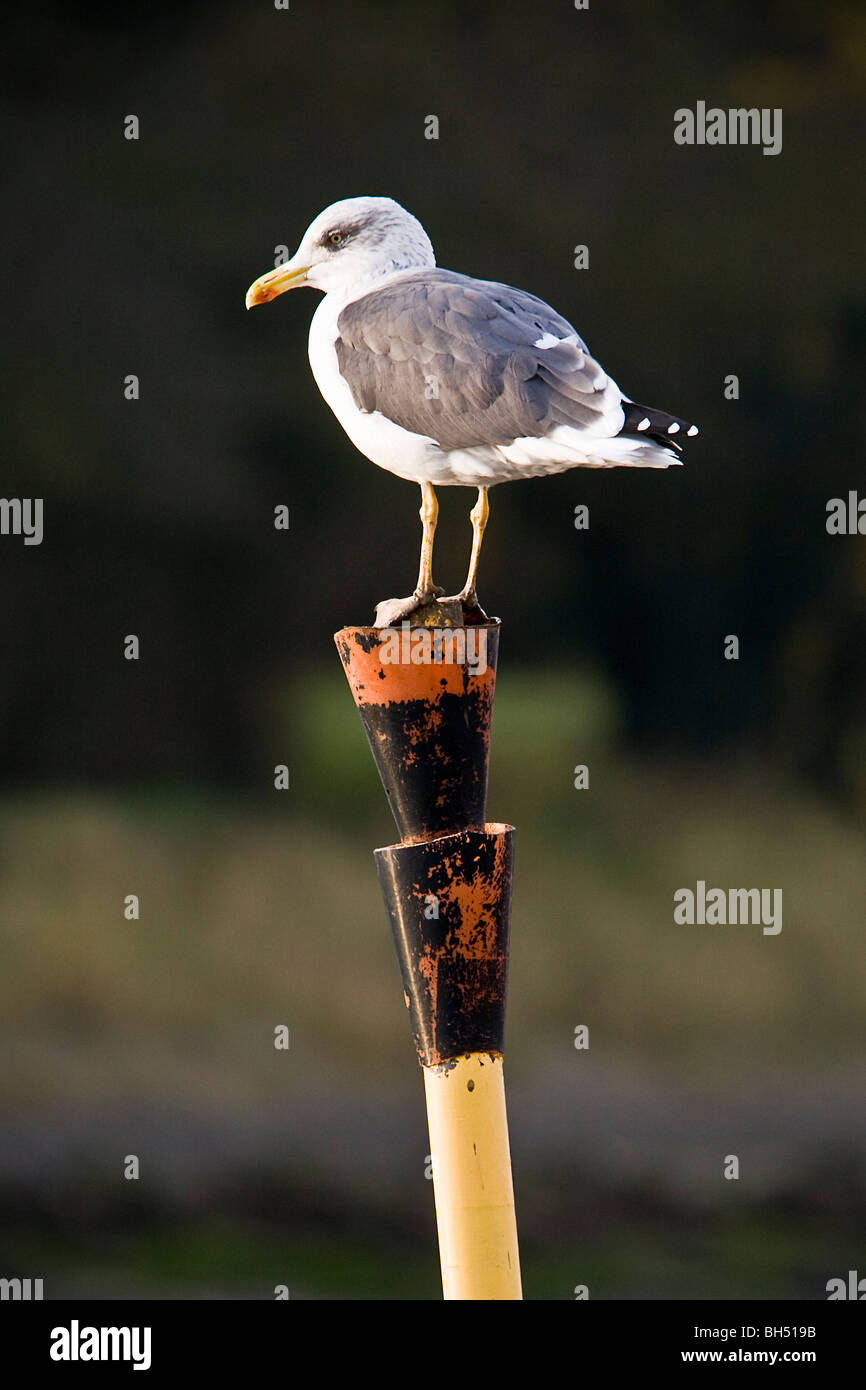 Aringa gabbiano (Larus argentatus) sul Fiume Crouch a South Woodham Ferrers. Foto Stock