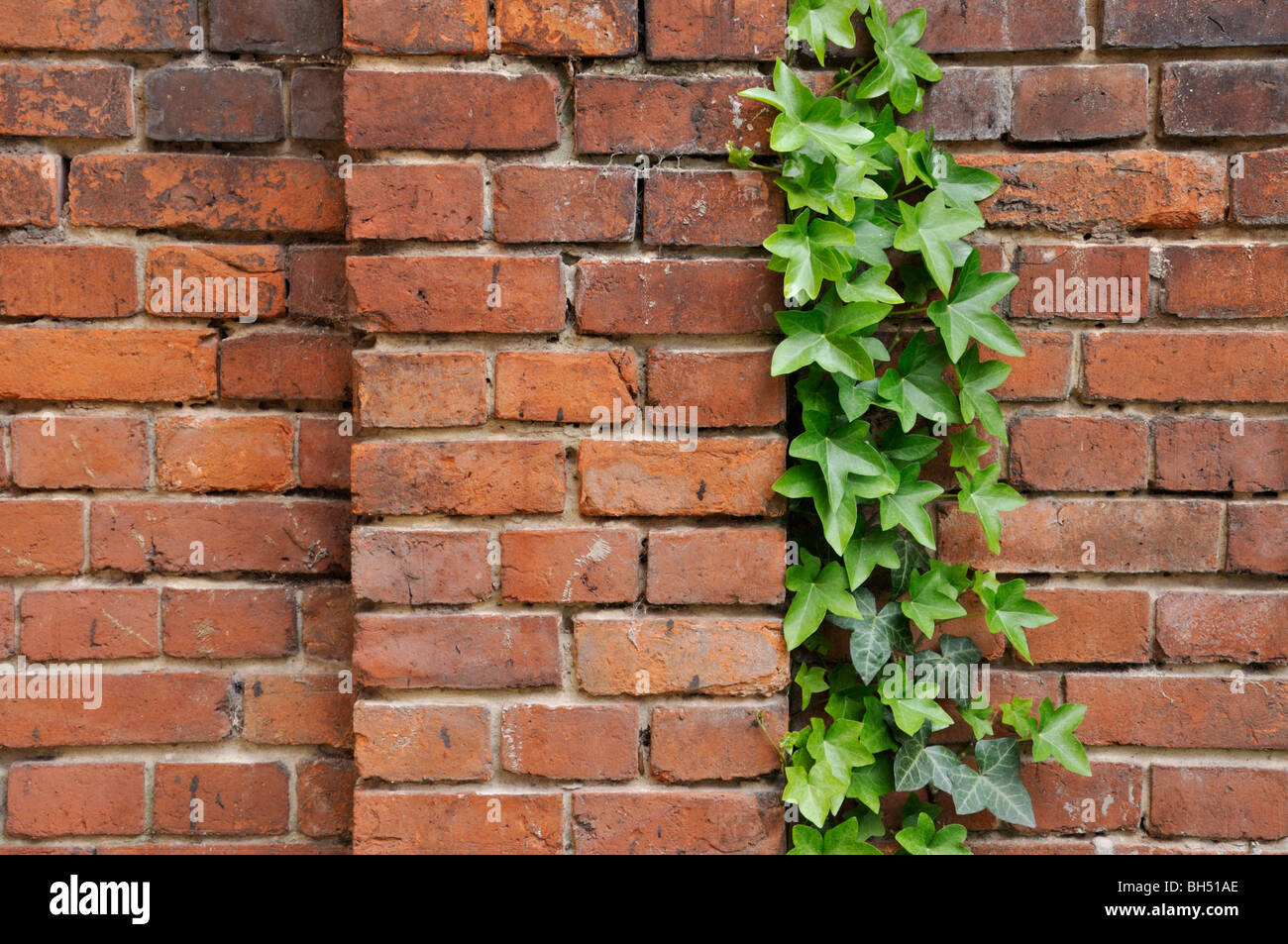 Edera comune (Hedera helix) di fronte a un muro di mattoni. design: martina breyer Foto Stock