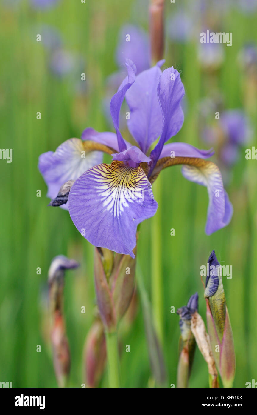 Siberian iris (iris sibirica) Foto Stock