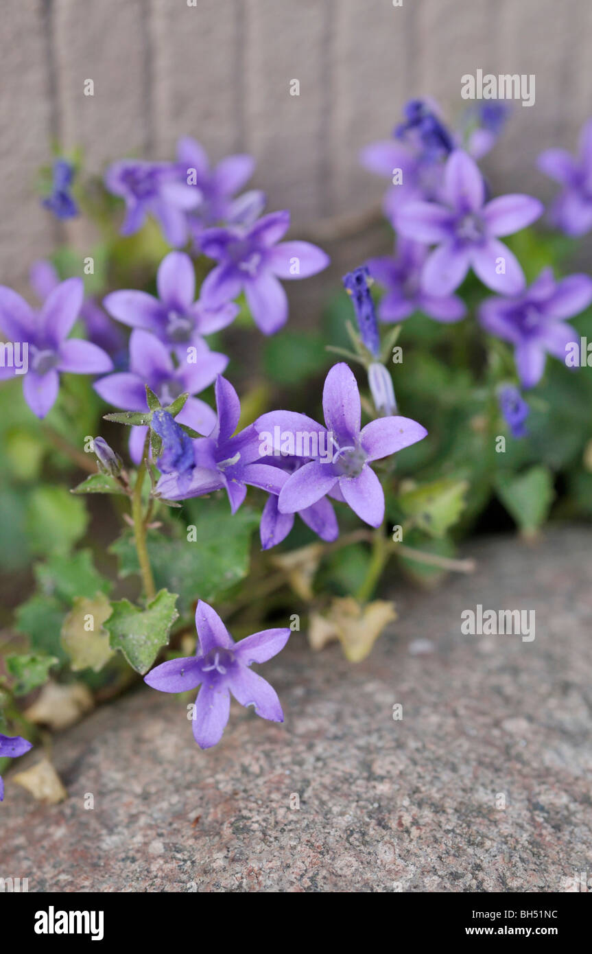 La Campanula (Campanula) Foto Stock