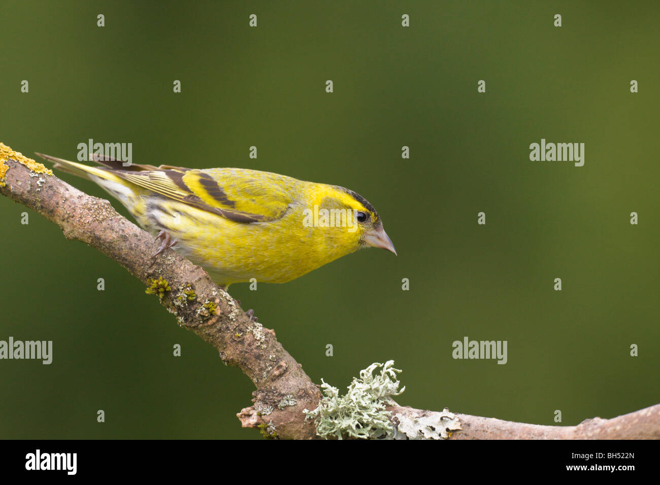 (Lucherino Carduelis spinus) maschio. Foto Stock