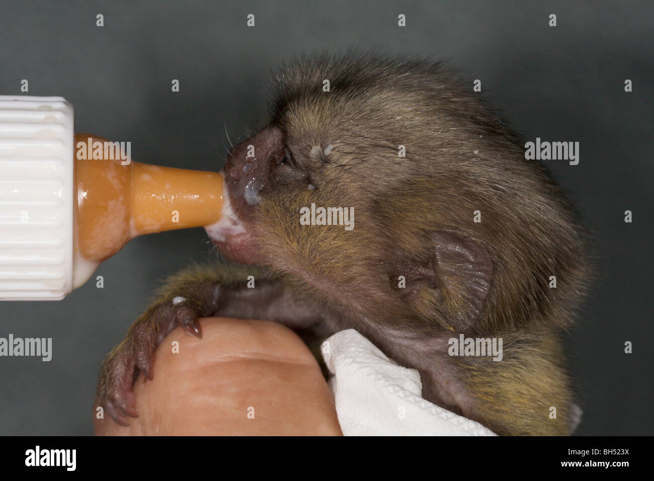 Baby marmoset pigmeo (Cebuella pygmaea) essendo bottiglia alimentato. Foto Stock
