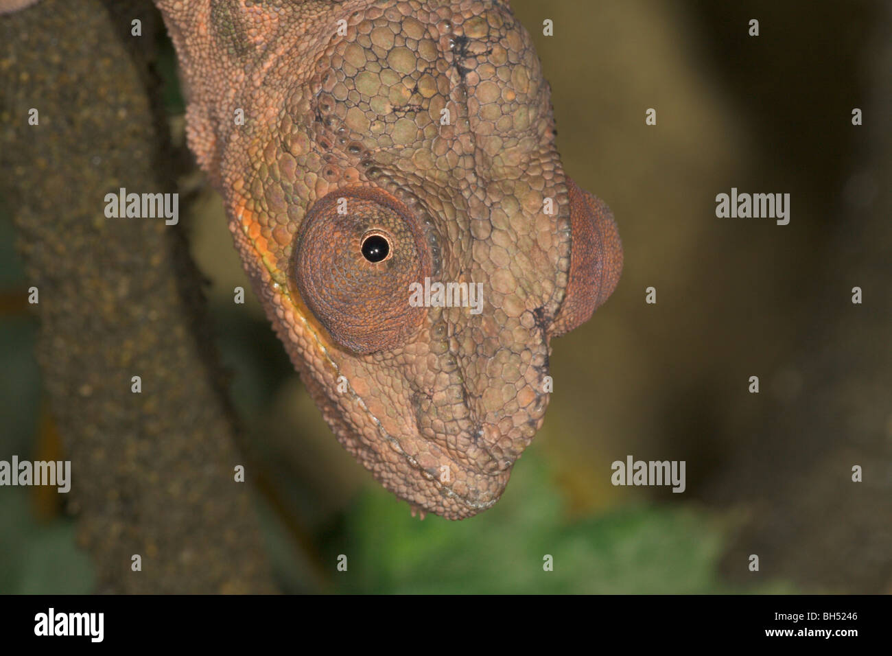 Parson's chamaeleon o chameleon (Calumma parsonii) testa femmina verticale. Foto Stock