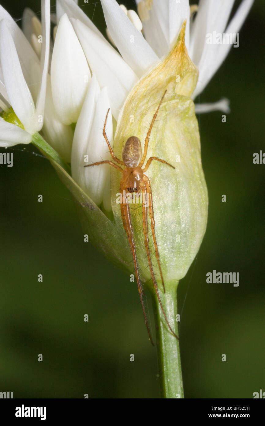 Ramsons o aglio selvatico (Allium ursinum) close-up con ampie ganasce orb web spider Tetragnatha (montana). Foto Stock