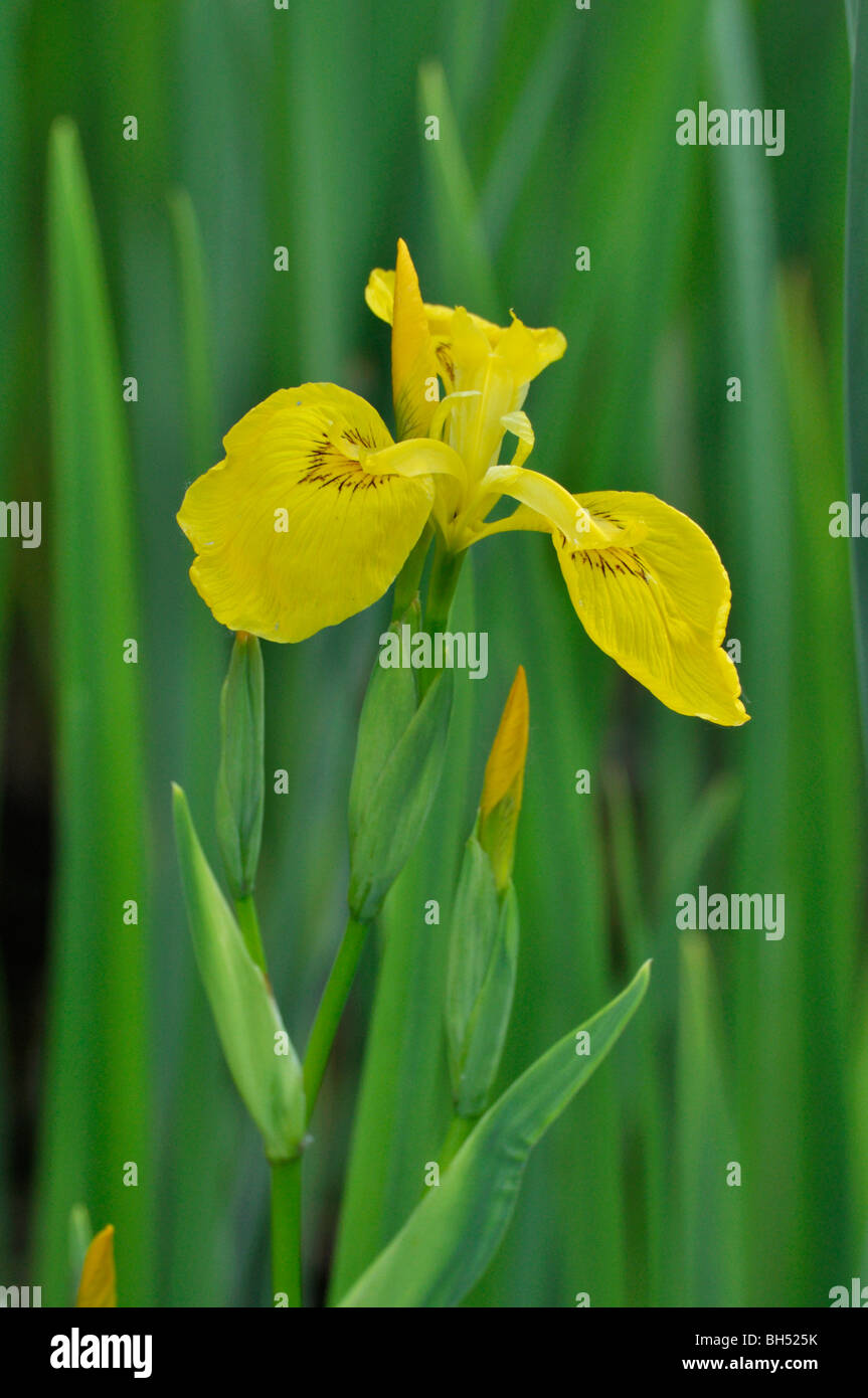 Bandiera (iris Iris pseudacorus) Foto Stock