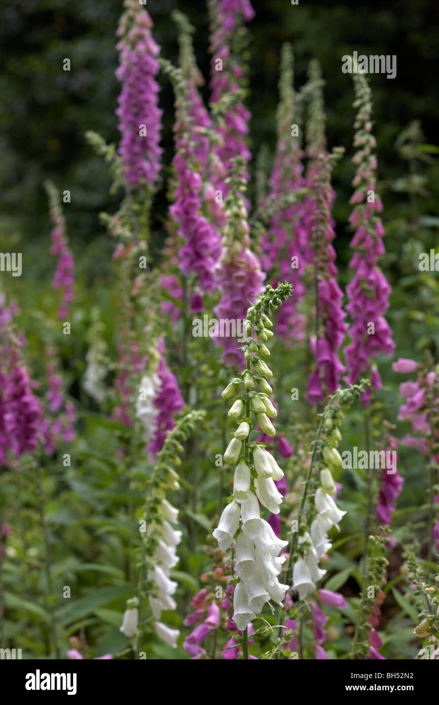 Viola e bianco foxgloves (Digitalis purpurea) crescente selvatici in estate. Foto Stock