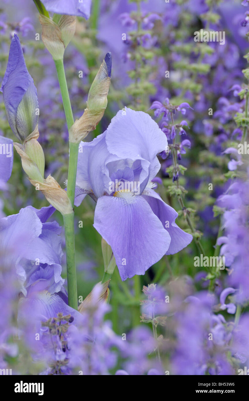 Barbuto (iris Iris barbata elatior) e salvia (Salvia) Foto Stock