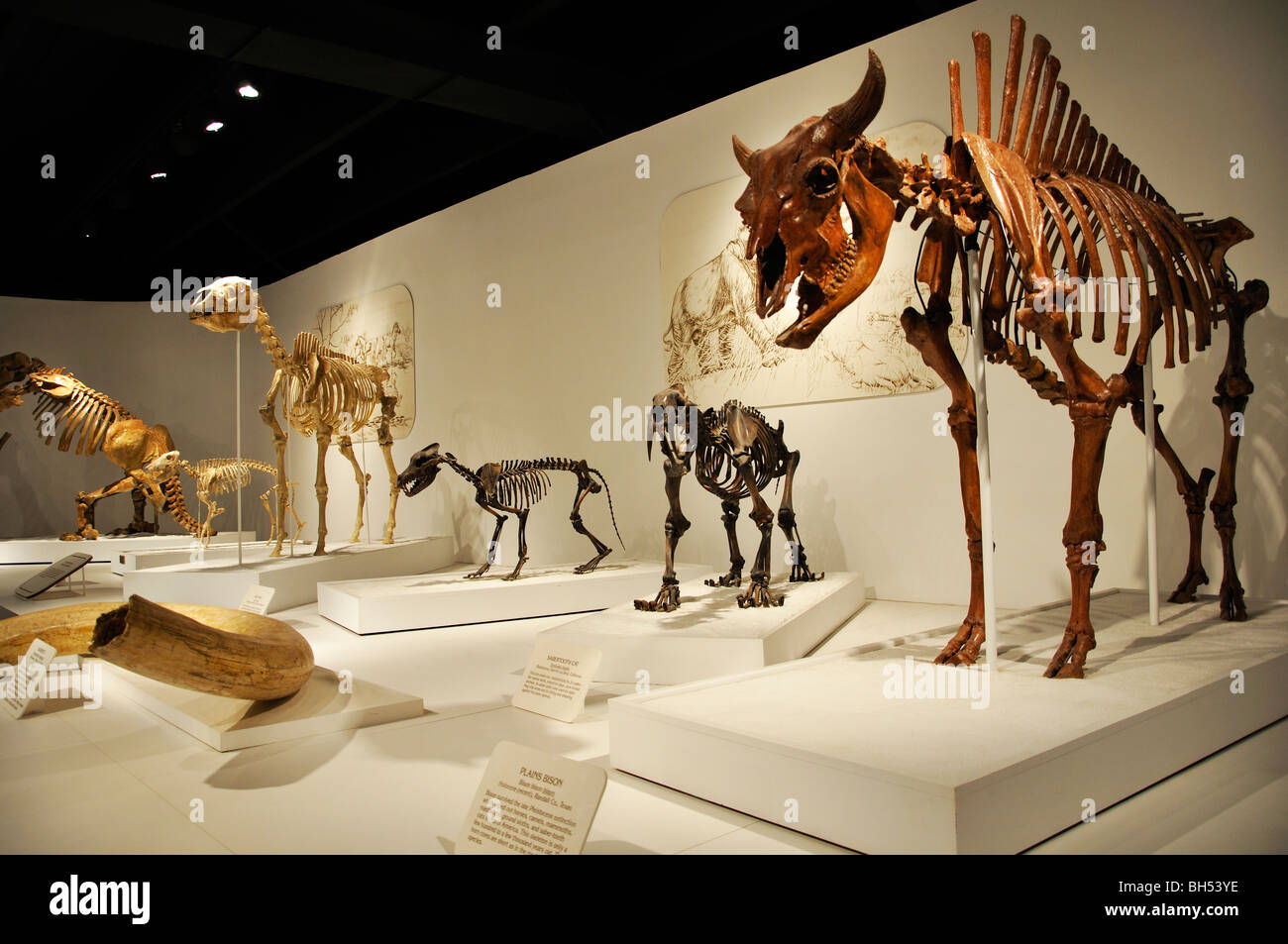 Estinti gli scheletri di animali presentano Al Panhandle-Plains Historical Museum, Amarillo, Texas Foto Stock