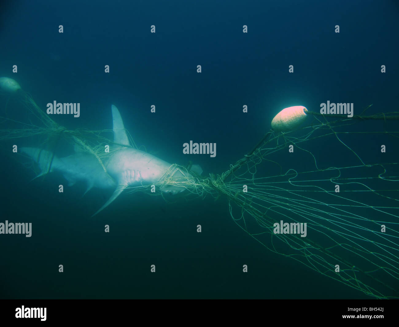 Festone squalo martello (Sphyrna lewini), una specie in via di estinzione considerato dalla IUCN, ucciso in shark net, Queensland, Australia Foto Stock