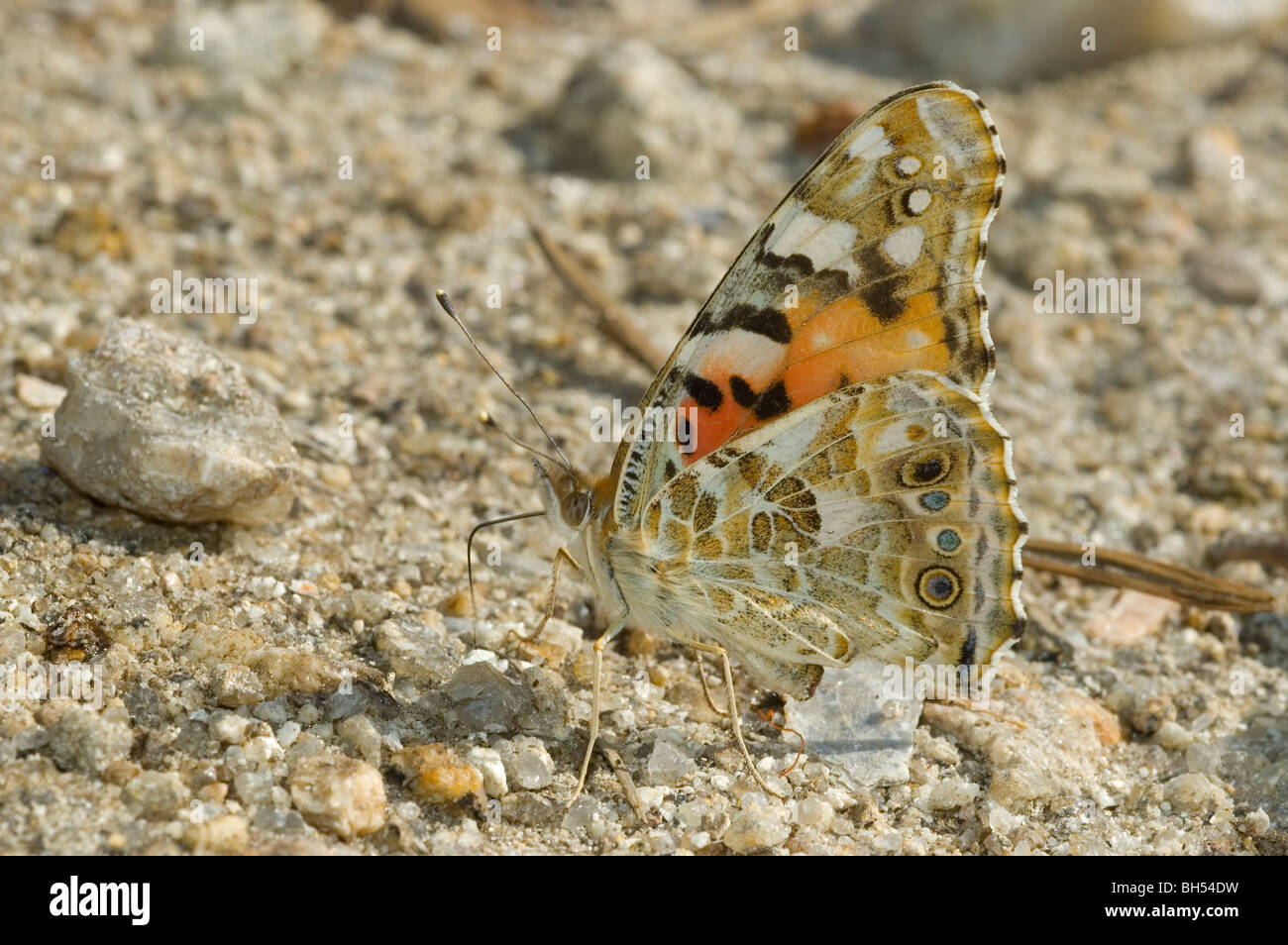 Dipinto di Lady butterfly (Vanessa cardui) alimentazione sul terreno dei minerali Foto Stock