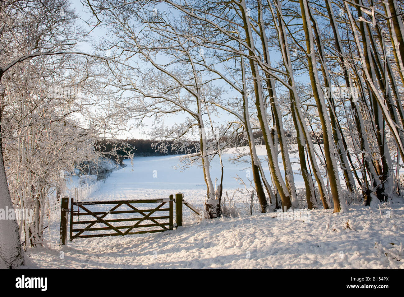 Un gate a bordo di un piccolo gruppo pf alberi coperti di neve vicino Offleyholes Farm, vicino a Hichin, Herts Foto Stock