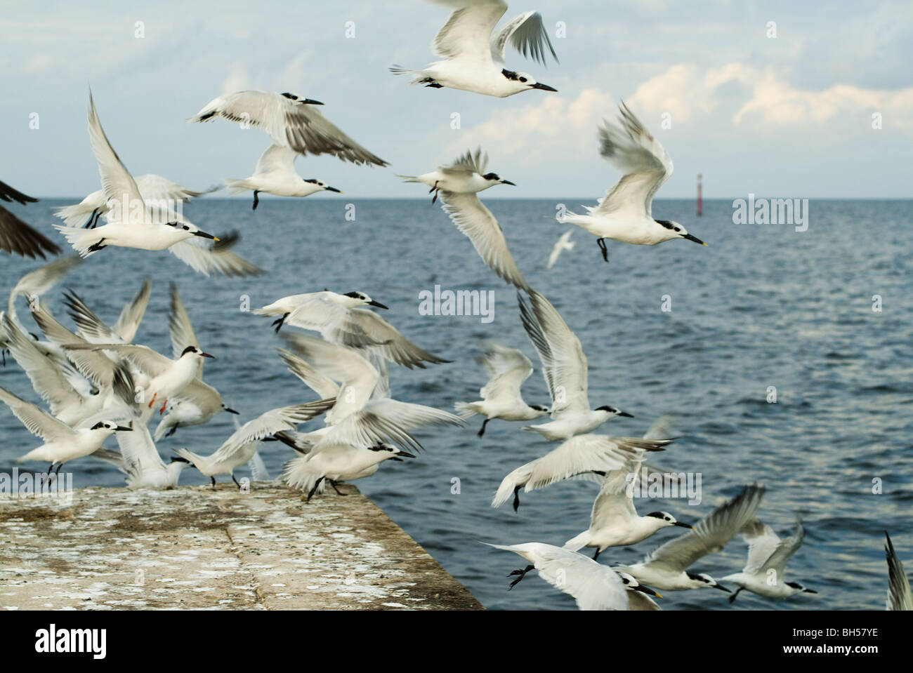 Gabbiani intorno a un pontile sulla costa nord di Cuba. Foto Stock